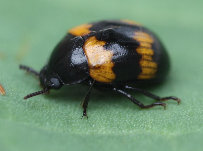 Diaperis boleti &copy; LETHEVE Xavier