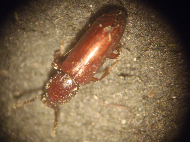 Corticeus unicolor &copy; HALLART Guénael