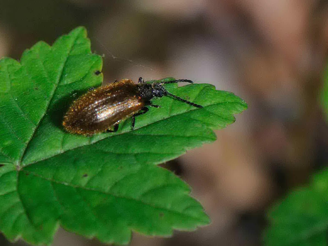 Lagria hirta &copy; MATHOT William