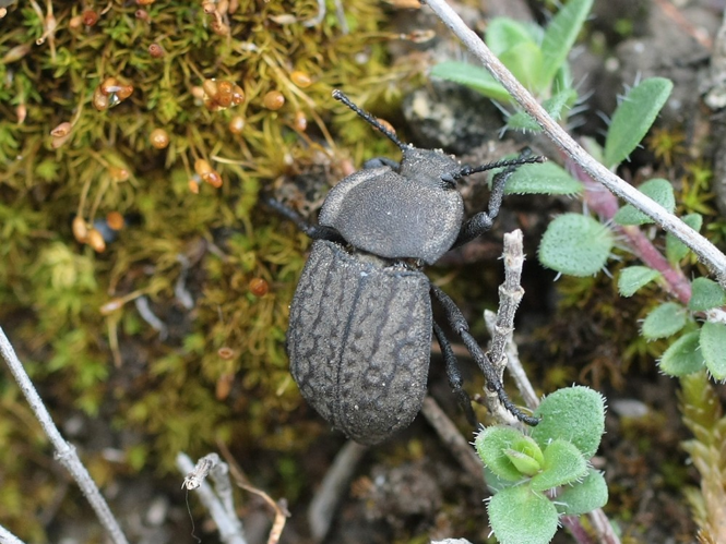 Asida sabulosa &copy; TOP Damien