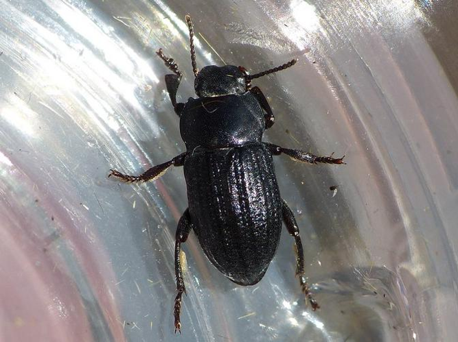 Phylan gibbus &copy; BARBIER Simon