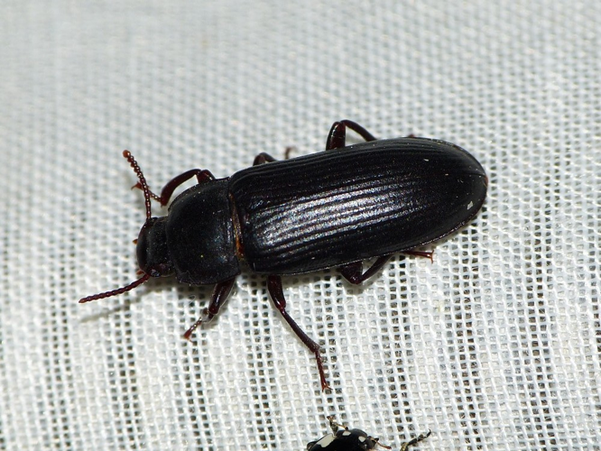 Tenebrio molitor &copy; BARBIER Simon