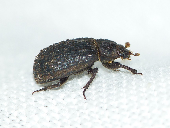 Trox scaber &copy; BARBIER Simon