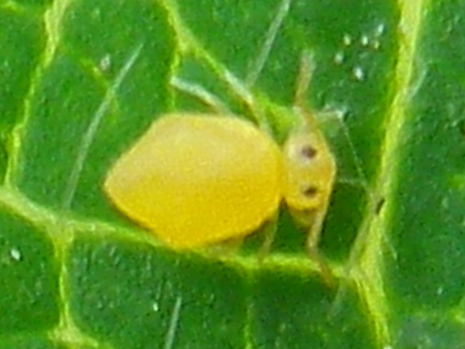 Deuterosminthurus pallipes &copy; HALLART Guénael