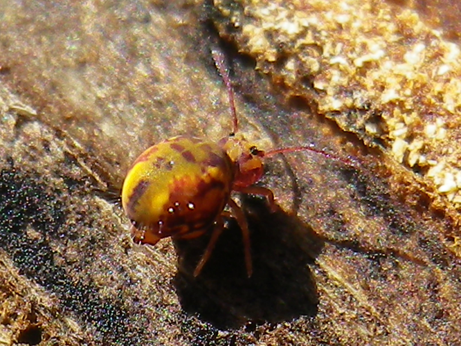 Dicyrtomina ornata &copy; HALLART Guénael