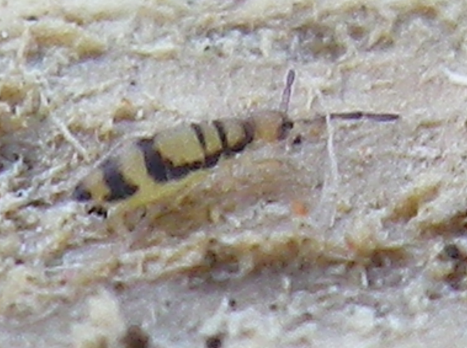 Entomobrya corticalis &copy; HALLART Guénael