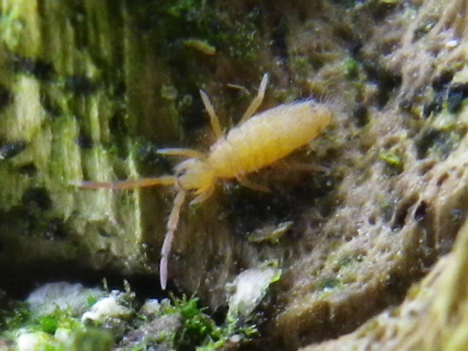 Entomobrya nicoleti &copy; HALLART Guénael