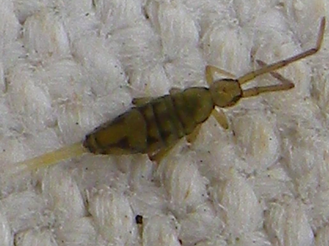 Entomobrya nivalis &copy; HALLART Guénael