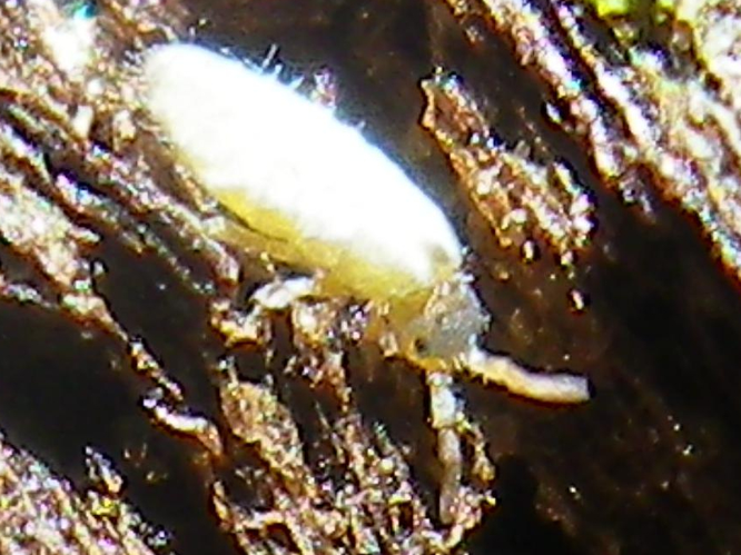 Lepidocyrtus curvicollis &copy; HALLART Guénael