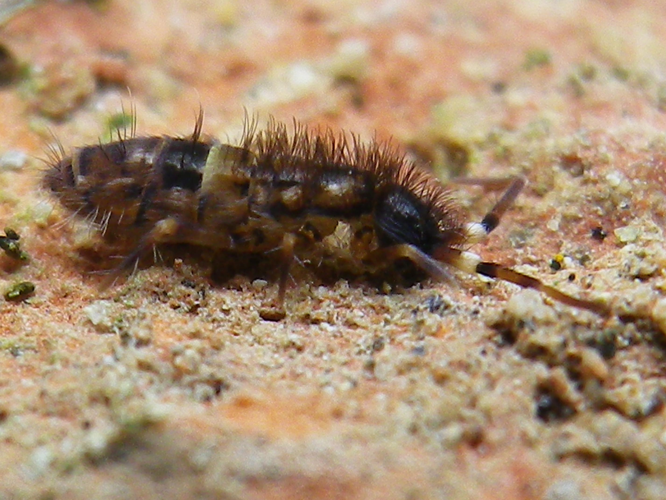 Orchesella cincta &copy; HALLART Guénael