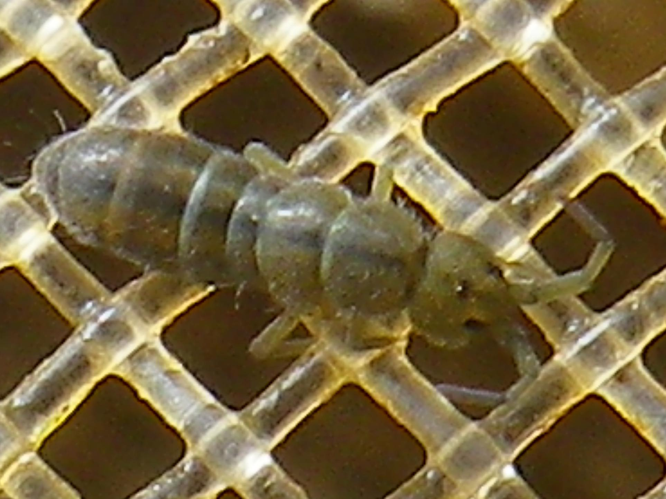 Isotomurus palustris &copy; HALLART Guénael