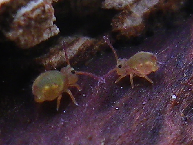 Sminthurinus aureus &copy; HALLART Guénael