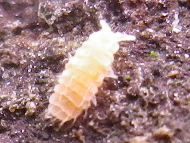 Monobella grassei &copy; HALLART Guénael