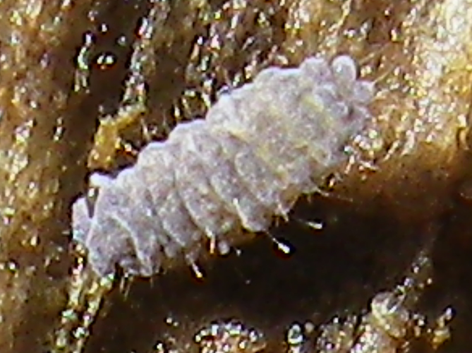 Neanura muscorum &copy; HALLART Guénael