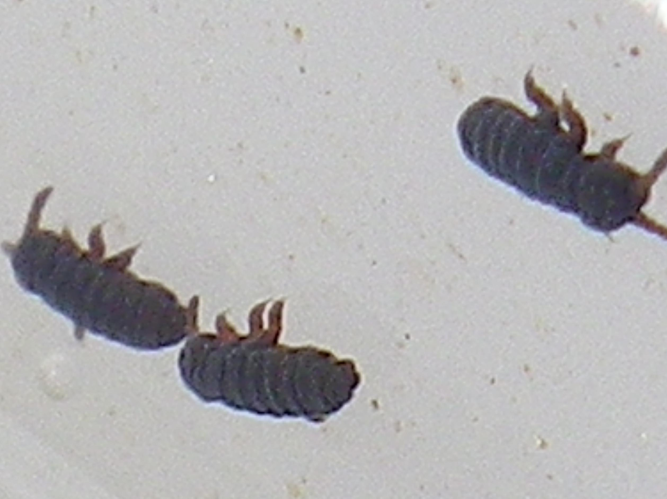 Podura aquatica &copy; HALLART Guénael