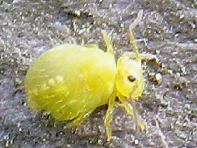 Sminthurus viridis &copy; HALLART Guénael