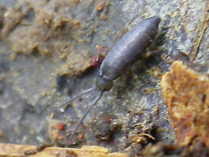 Tomocerus minor &copy; HALLART Guénael