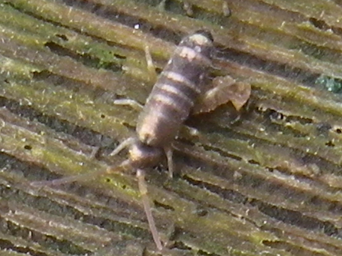 Tomocerus vulgaris &copy; HALLART Guénael