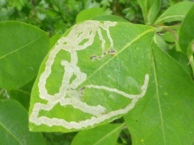 Aulagromyza cornigera &copy; HALLART Guénael