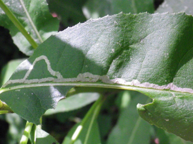 Phytomyza senecionis &copy; HALLART Guénael