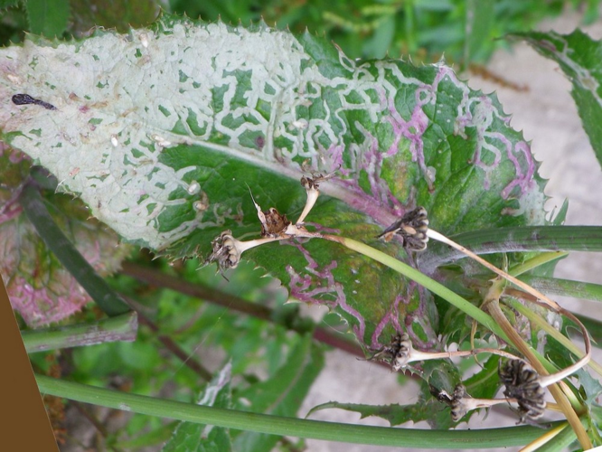 Chromatomyia syngenesiae &copy; HALLART Guénael