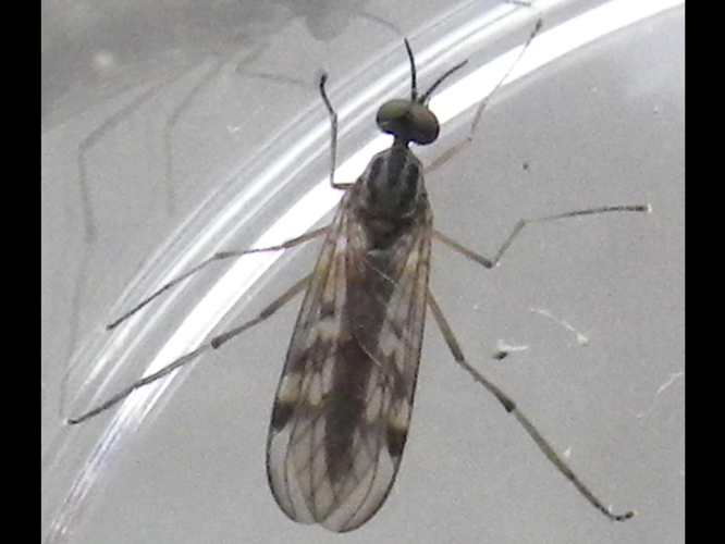 Sylvicola punctatus &copy; HALLART Guénael