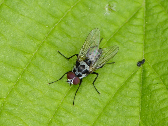 Anthomyia procellaris &copy; BARBIER Simon