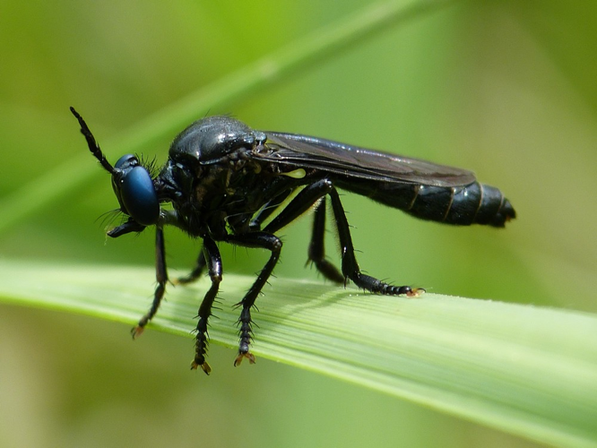 Dioctria atricapilla &copy; BARBIER Simon