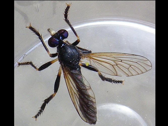 Dioctria cothurnata &copy; HALLART Guénael