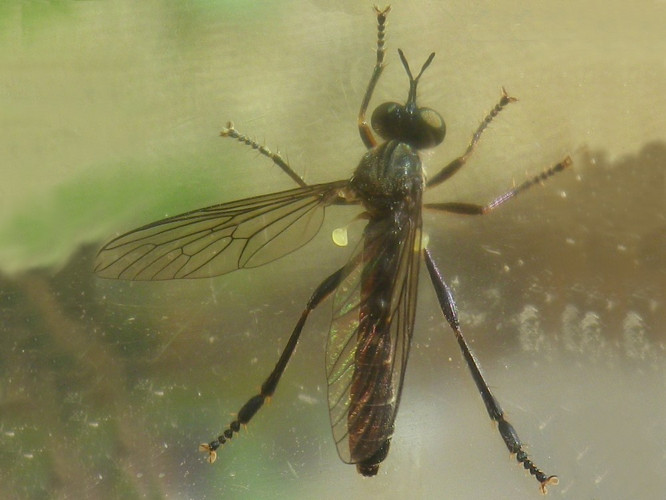 Dioctria hyalipennis &copy; HALLART Guénael