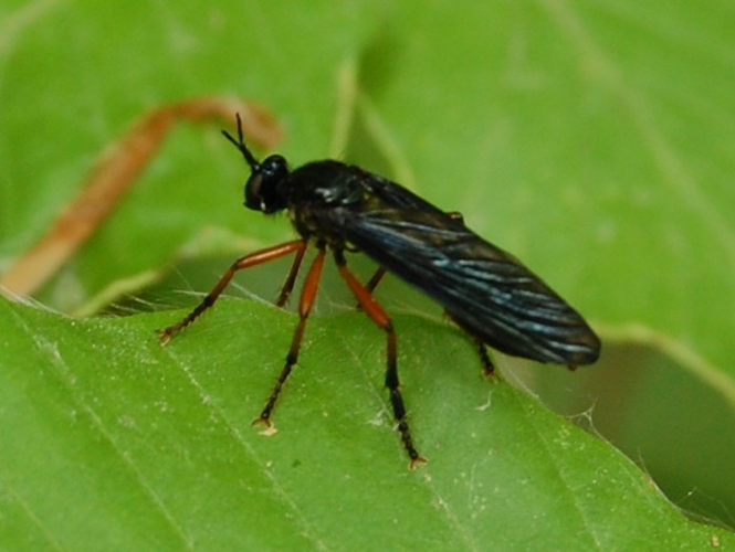 Dioctria oelandica &copy; VANSTEENE Nicolas