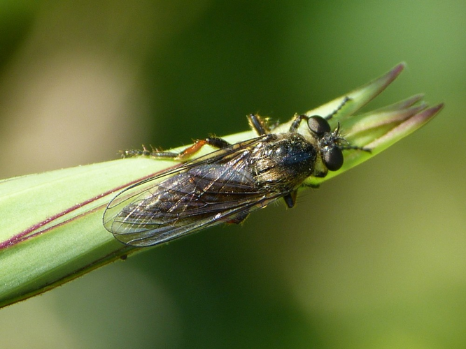 Leptarthrus brevirostris &copy; BARBIER Simon