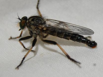 Neoitamus cyanurus &copy; VANSTEENE Nicolas