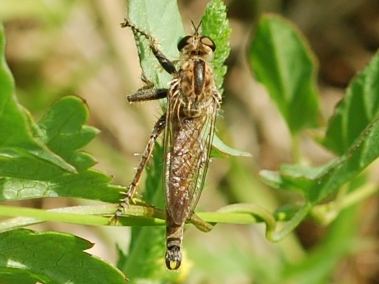 Philonicus albiceps &copy; VANSTEENE Nicolas