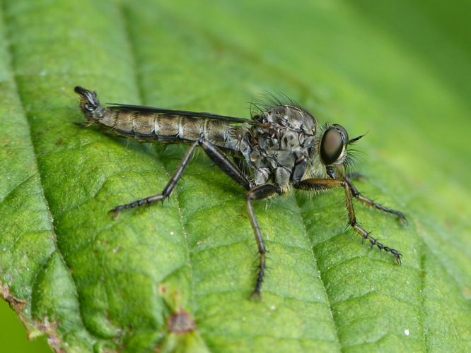 Tolmerus atricapillus &copy; BARBIER Simon