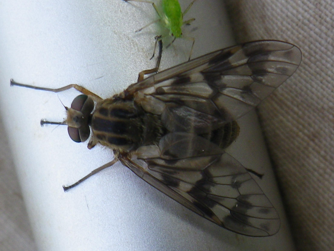 Atherix ibis &copy; HALLART Guénael