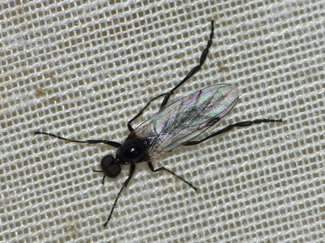 Bibio clavipes &copy; BARBIER Simon