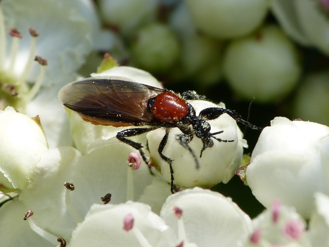 Bibio hortulanus &copy; BARBIER Simon