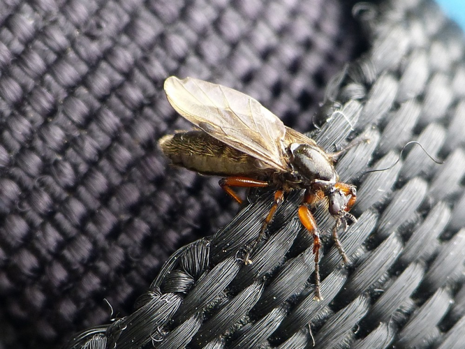 Bibio lanigerus &copy; BARBIER Simon