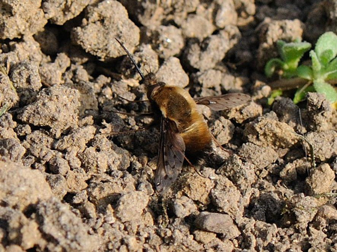 Bombylius discolor &copy; MATHOT William