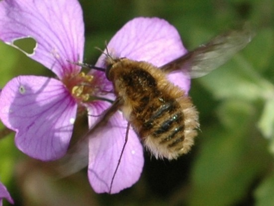 Bombylius major &copy; VANSTEENE Nicolas