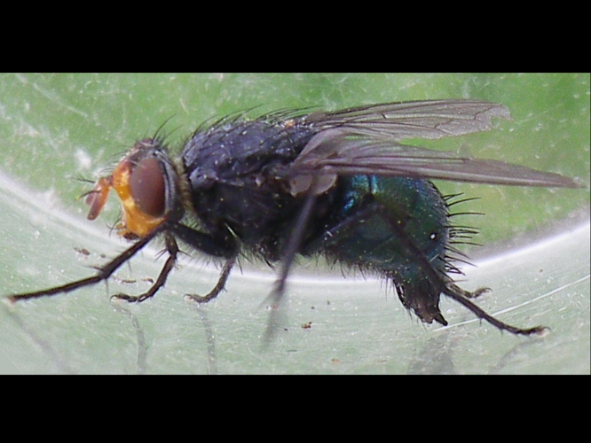 Cynomya mortuorum &copy; HALLART Guénael