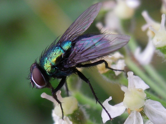 Lucilia silvarum &copy; HALLART Guénael
