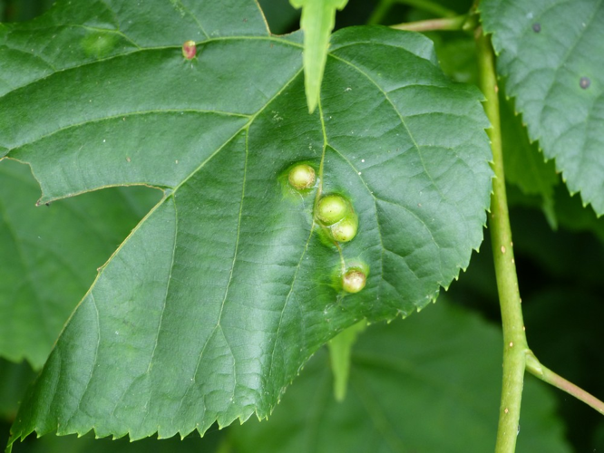 Didymomyia tiliacea &copy; BARBIER Simon