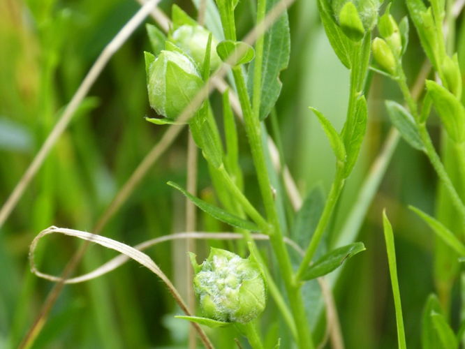 Jaapiella genisticola &copy; BARBIER Simon