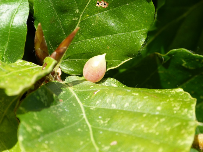 Mikiola fagi &copy; BARBIER Simon