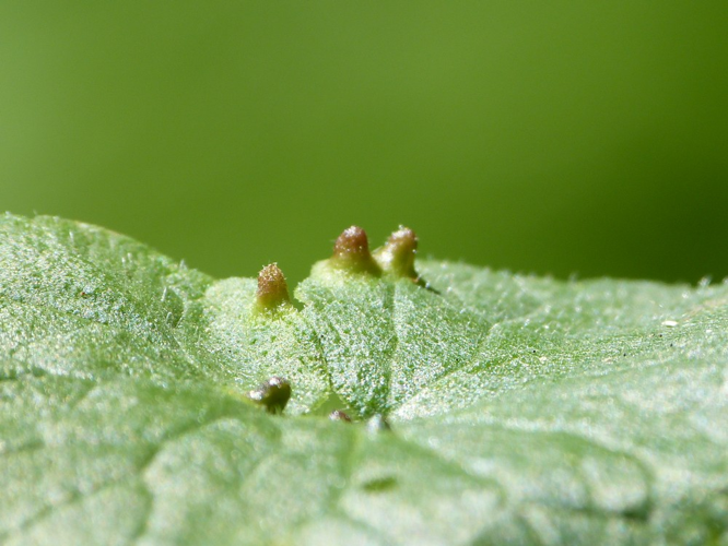 Rondaniola bursaria &copy; BARBIER Simon