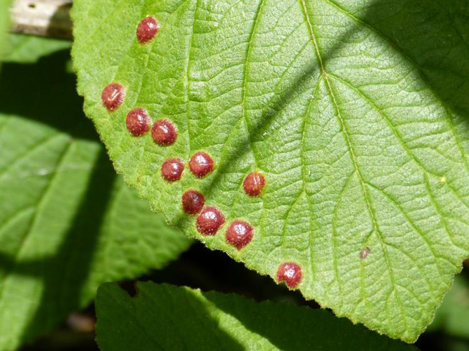 Sackenomyia reaumurii &copy; BARBIER Simon