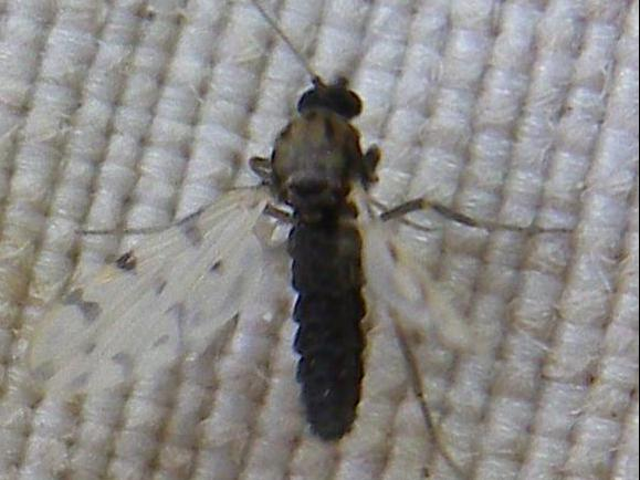 Culicoides pulicaris &copy; HALLART Guénael