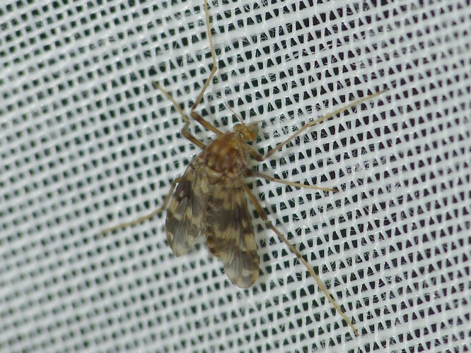 Psectrotanypus varius &copy; BARBIER Simon